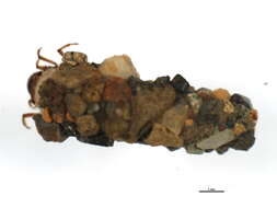 Image of Limnephilid XZ