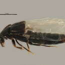 Image of Oxypoda lucidula Casey 1906