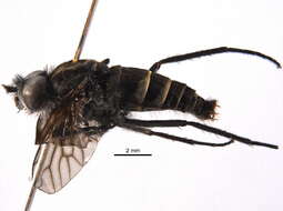 Image of Stiletto flies