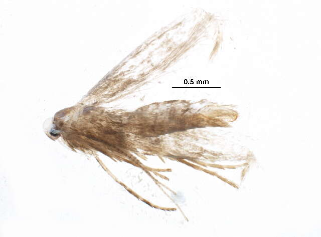 Phyllonorycter hilarella (Zetterstedt 1839)的圖片