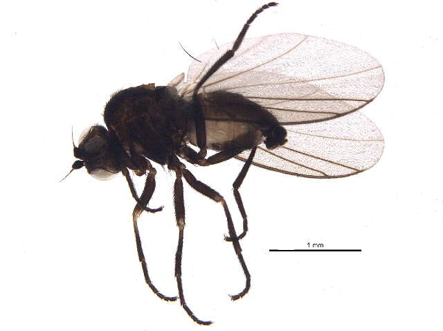 Chromatomyia opacella Hendel 1935 resmi