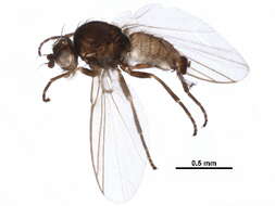 Chromatomyia opacella Hendel 1935 resmi