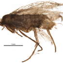 Image of Phyllonorycter rolandi (Svensson 1966)