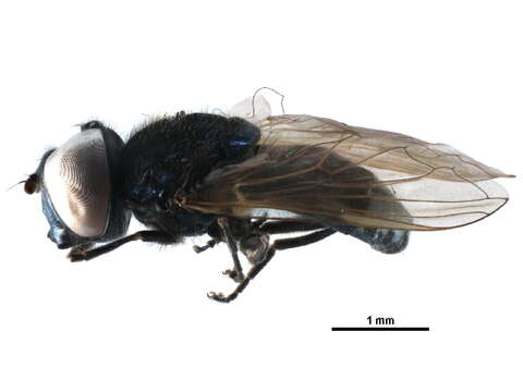 Image of Chrysosyrphus