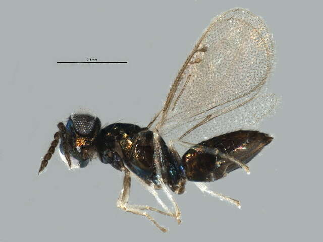 Image of Chrysocharis