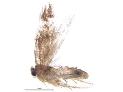 Imagem de Stigmella procrastinella (Braun 1927) Wilkinson et al. 1979