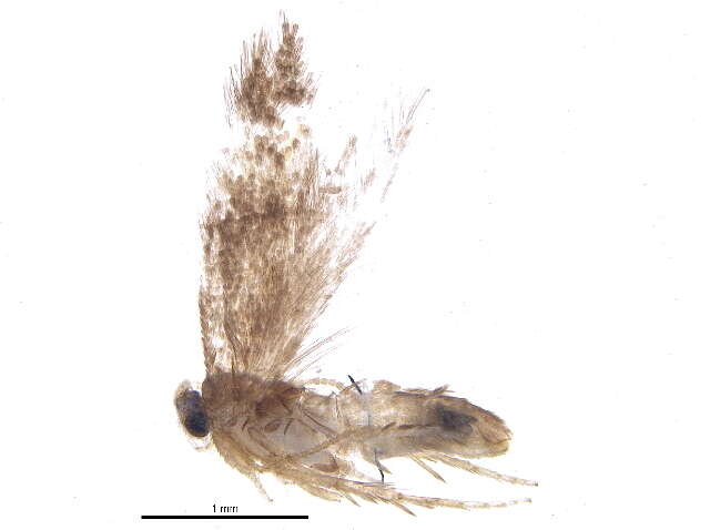 Imagem de Stigmella procrastinella (Braun 1927) Wilkinson et al. 1979