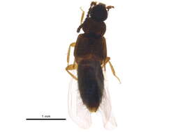 Image of Atheta (Dimetrota) burwelli (Lohse 1990)