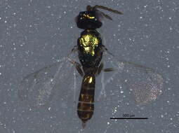 Image of Chrysocharis