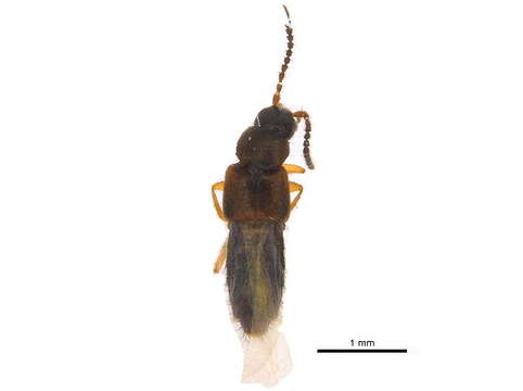 Image of Atheta (Dimetrota) burwelli (Lohse 1990)