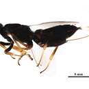 Image of Eupelmus annulatus Nees 1834