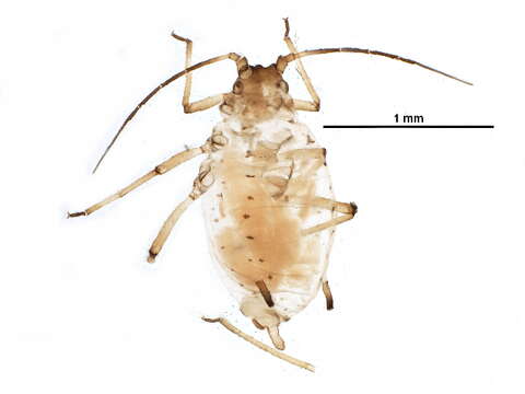 Image of Aphid