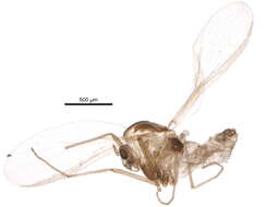 Plancia ëd Parakiefferiella fennica Tuiskunen 1986