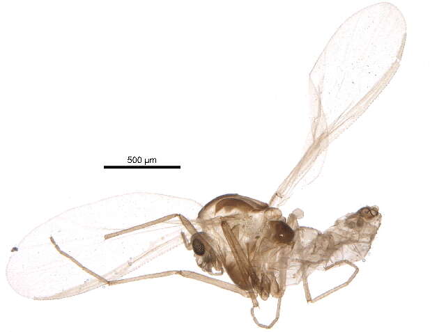 Imagem de Parakiefferiella fennica Tuiskunen 1986