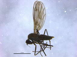 Image of <i>Clinocera aucta</i>