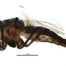 Image of Procladius pectinatus Kieffer 1909
