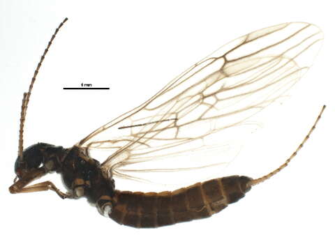 Слика од Mesocapnia