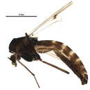 Image of Stictochironomus sticticus (Fabricius 1781)