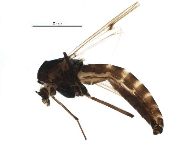 Plancia ëd Stictochironomus sticticus (Fabricius 1781)