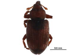 Image of Ellescus ephippiatus