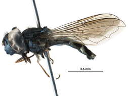 Image of Platycheirus confusus (Curran 1925)