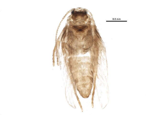 Stigmella confusella (Wood & Walsingham 1894) Vári 1944的圖片