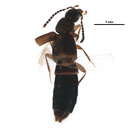 Image of Atheta (Dimetrota) picipennis (Mannerheim 1843)
