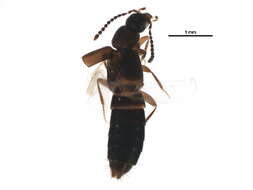 Image of Atheta (Dimetrota) picipennis (Mannerheim 1843)