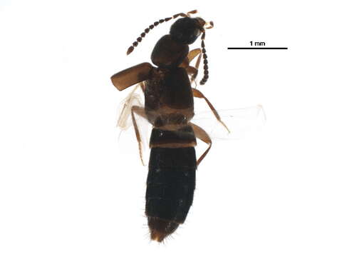 Image of Atheta (Dimetrota) picipennis (Mannerheim 1843)