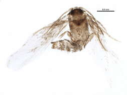 Stigmella confusella (Wood & Walsingham 1894) Vári 1944的圖片