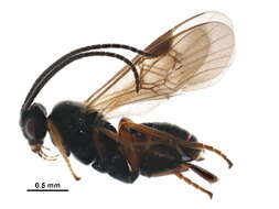 Image of Microgaster nixalebion Shaw 2004