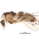 Image of Orthocladius holsatus Goetghebuer 1937