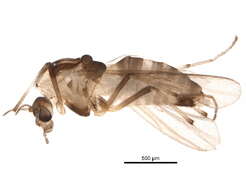 Image of Orthocladius holsatus Goetghebuer 1937