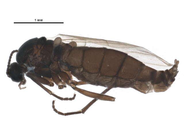 Sivun Bradysia strigata (Staeger 1840) kuva