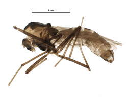 Image of Paratanytarsus penicillatus (Goetghebuer 1928)