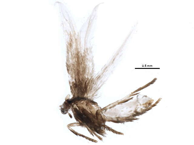 Stigmella confusella (Wood & Walsingham 1894) Vári 1944的圖片