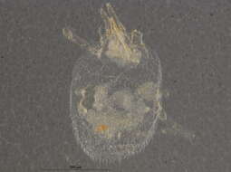 Image of Eriophyoidea