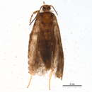 Image of Epinotia removana McDunnough 1935