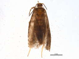 Image of Epinotia removana McDunnough 1935