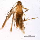 Image of <i>Gnorimoschema nanulum</i>