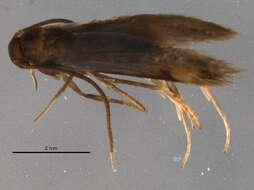 Image of Chrysoclista lathamella Fletcher 1936