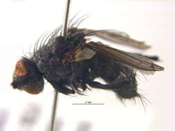 Image of Muscopteryx evexus (Reinhard 1964)