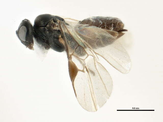 Image of Microplitis plutellae Muesebeck 1922