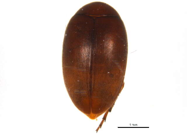 Image of plate-thigh beetles