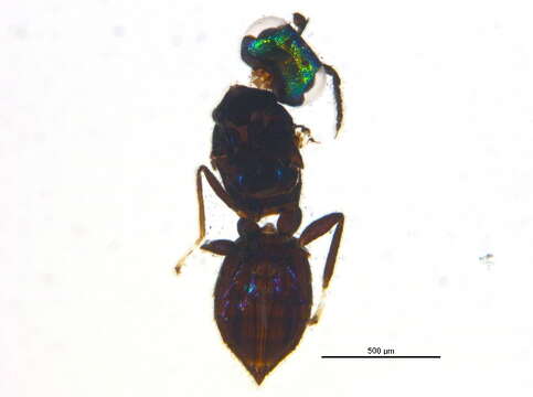 Image of Closterocerus trifasciatus Westwood 1833