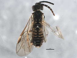 Image of <i>Empria nordica</i>