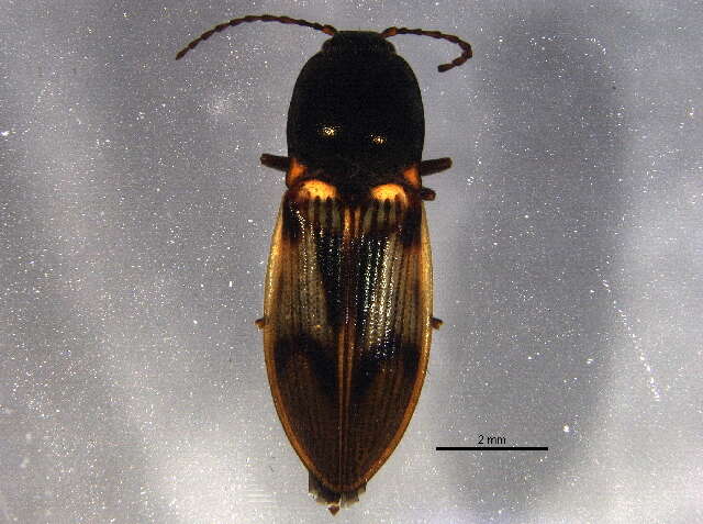 Plancia ëd <i>Pseudanostirus propolus</i>