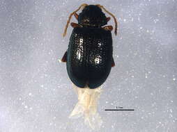 Image of Crepidodera digna Parry 1986