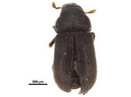 Image of Polygraphus rufipennis Wood & Bright 1992