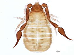 Image of Cheiridioidea Hansen 1894